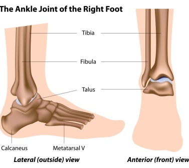 Ankle Anatomy